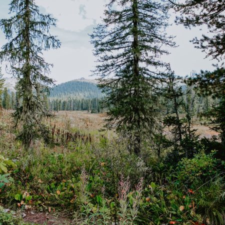 green pine trees on brown field during daytime