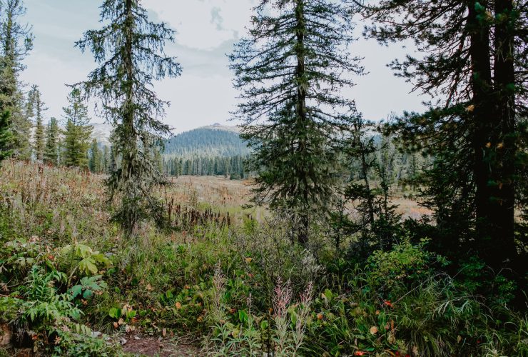 green pine trees on brown field during daytime