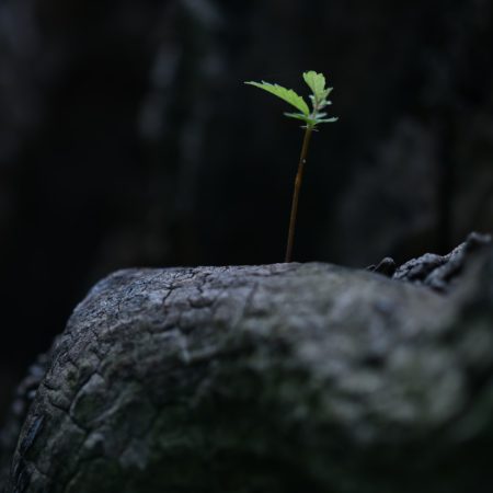 green plant on gray rock