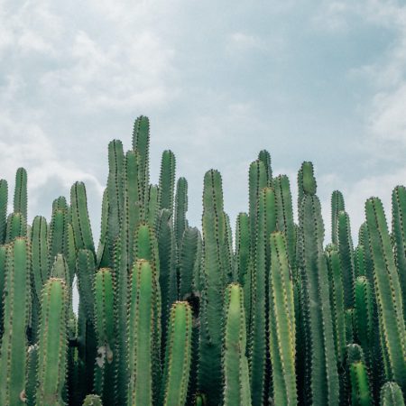 selective focus of green cacti