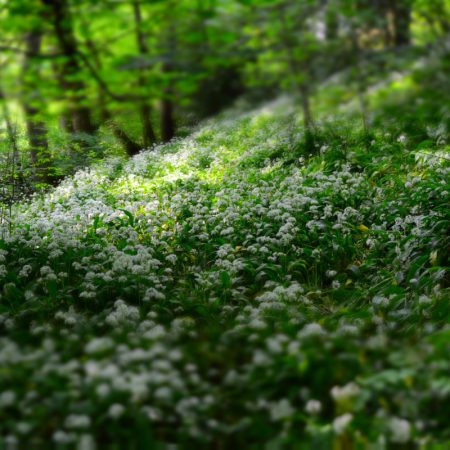 green plant during daytime