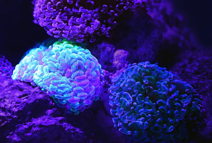 purple microscopic organisms