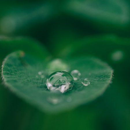 green leaf with water drops