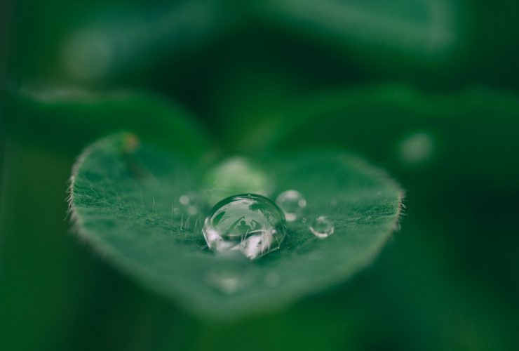 green leaf with water drops