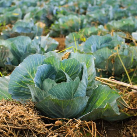 bok choy at daytime