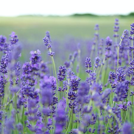 lavender flower field blooms at daytime