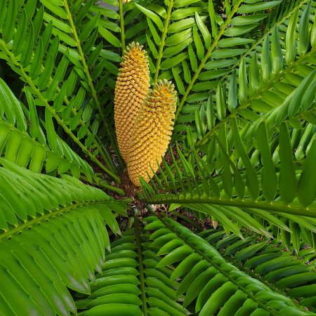 yellow corn on green leaves
