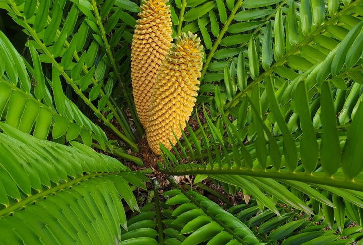 yellow corn on green leaves