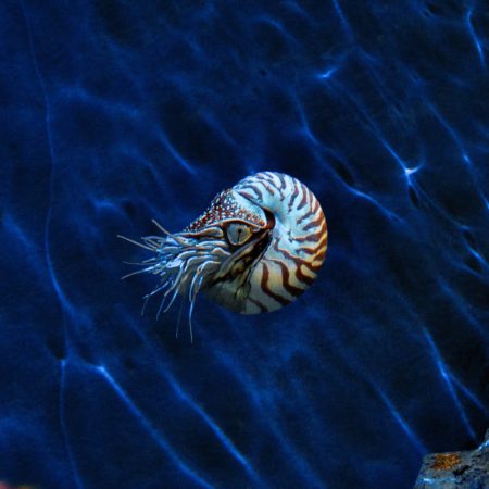 black and white sea creature in water