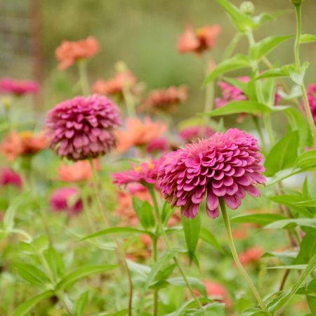 pink flowers in tilt shift lens
