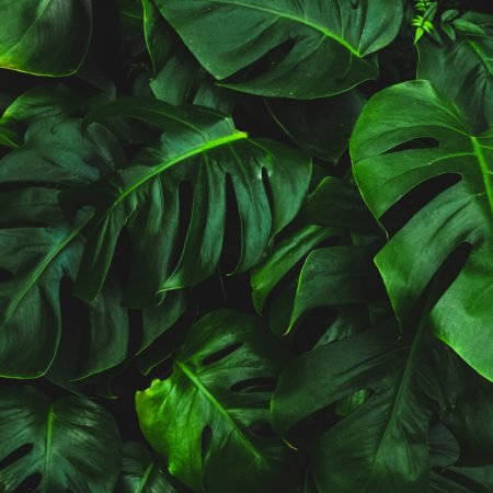 green-leafed plant
