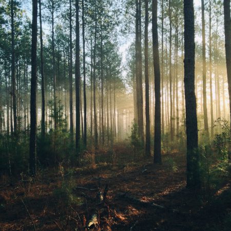 photography of tall trees at daytime