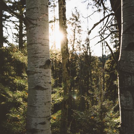 shallow focus photo of trees during daytime