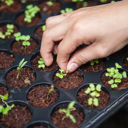 person holding leafed plant