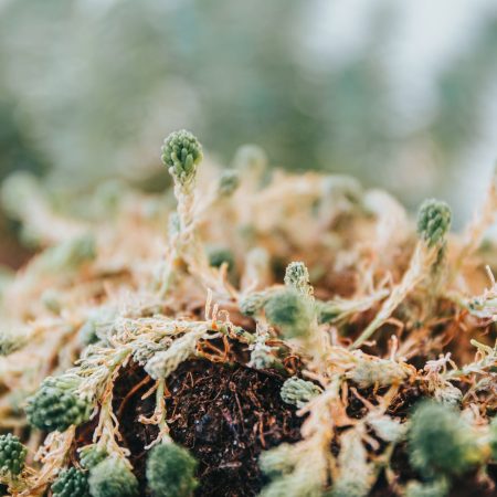 macro photography of green plant