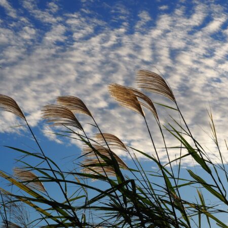brown wheat plant